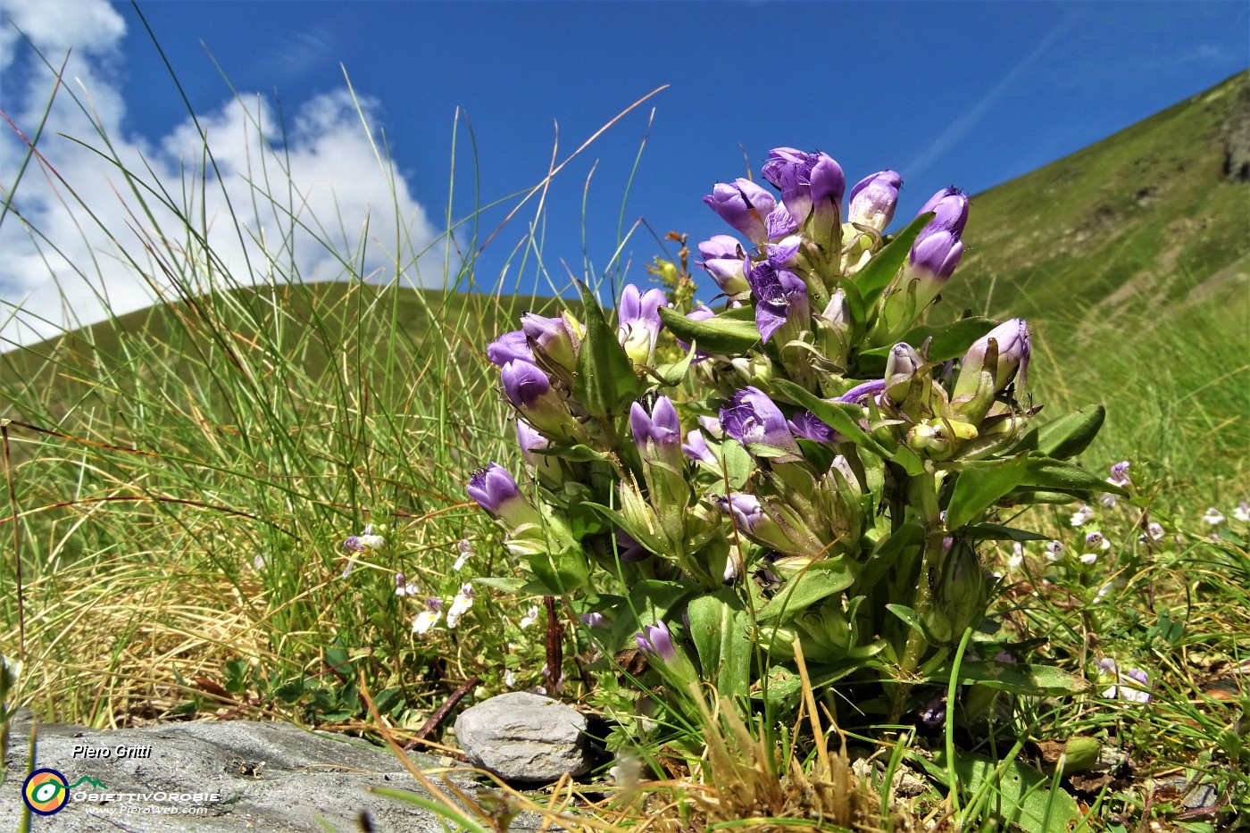 20 Genzianella germanica (Gentiana germanica).JPG